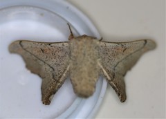 Cicinnus melsheimeri