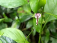 Andrographis paniculata