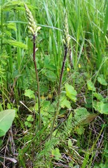Pedicularis uralensis