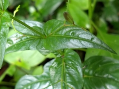 Andrographis paniculata