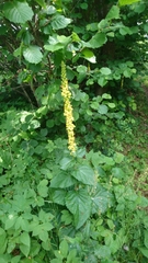 Verbascum alpinum
