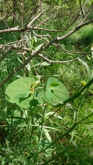 Aristolochia lutea