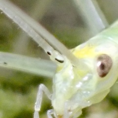 Oecanthus exclamationis