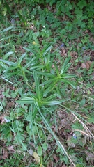Gentiana cruciata
