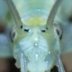 Oecanthus exclamationis