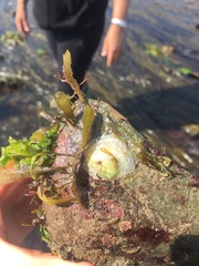 Pododesmus patelliformis