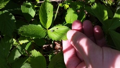 Tutelina similis
