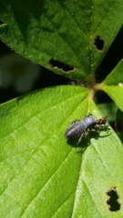 Tutelina similis