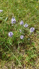 Veronica prostrata