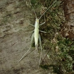 Oecanthus exclamationis