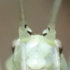 Oecanthus exclamationis