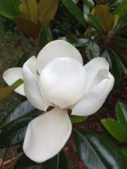 Magnolia grandiflora