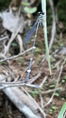 Protosticta gravelyi