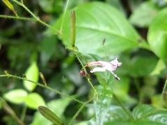 Andrographis paniculata