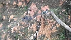 Protosticta gravelyi
