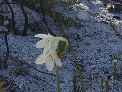 Cyrtanthus leucanthus