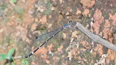 Protosticta gravelyi