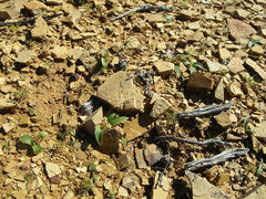 Colchicum cuspidatum