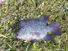 Herichthys carpintis