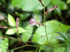 Andrographis paniculata