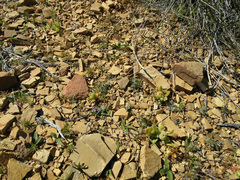 Colchicum cuspidatum