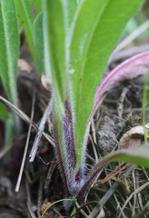 Pilosella onegensis
