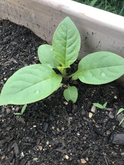 Phytolacca americana