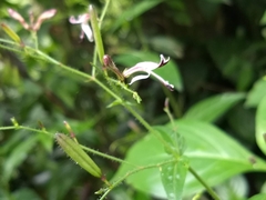 Andrographis paniculata