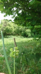 Muscari botryoides