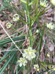 Toxicoscordion paniculatum
