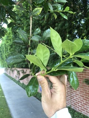 Ilex