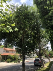 Ilex