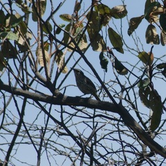 Campylorhynchus jocosus