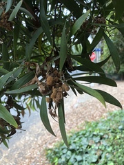 Acacia