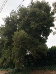 Acacia