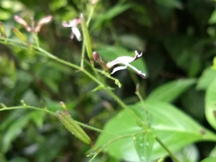 Andrographis paniculata