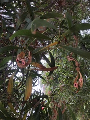 Acacia