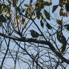 Campylorhynchus jocosus