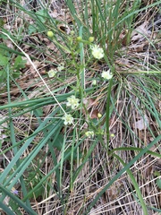 Toxicoscordion paniculatum