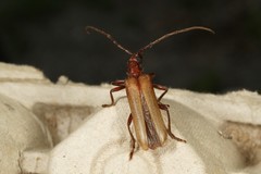 Centrodera decolorata