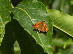 Ochlodes similis