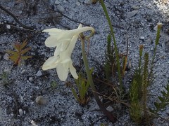 Cyrtanthus leucanthus