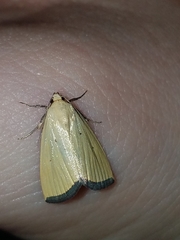 Marimatha nigrofimbria