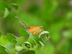 Ochlodes similis