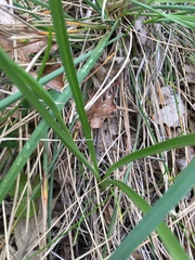 Toxicoscordion paniculatum