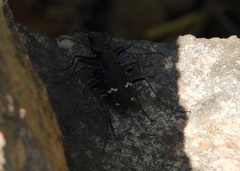 Cicindela sachalinensis