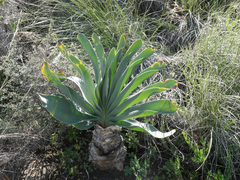 Boophone haemanthoides