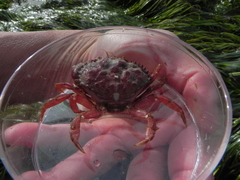Glebocarcinus oregonensis