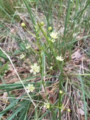 Toxicoscordion paniculatum