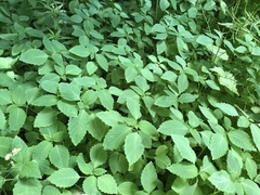 Impatiens pallida